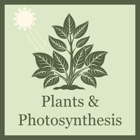 illustrated silhouette of a plant with a sun beaming rays onto it