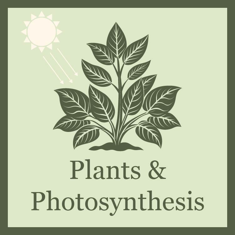 illustrated silhouette of a plant with a sun beaming rays onto it